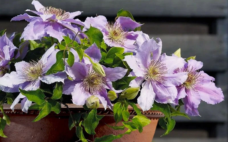 Filigree Clematis - 1 Gallon Pot 6 Filigree Clematis - 1 Gallon Pot - Image 6