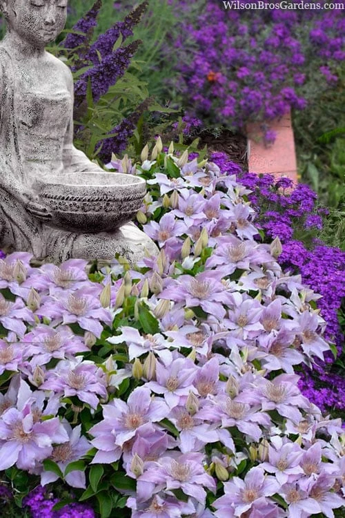 Filigree Clematis - 1 Gallon Pot 4 Filigree Clematis - 1 Gallon Pot - Image 4