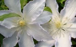 Gillian Blades Clematis - 1 Gallon Pot 11 Gillian Blades Clematis - 1 Gallon Pot -Wilson Bros Gardens Plant Sales Store clematis gillian blades 4