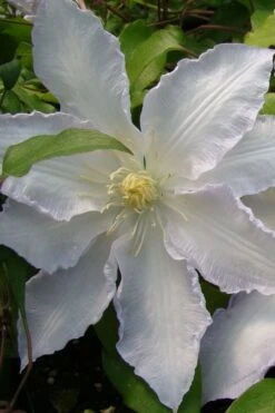 Gillian Blades Clematis - 1 Gallon Pot 9 Gillian Blades Clematis - 1 Gallon Pot -Wilson Bros Gardens Plant Sales Store clematis gillian blades 5