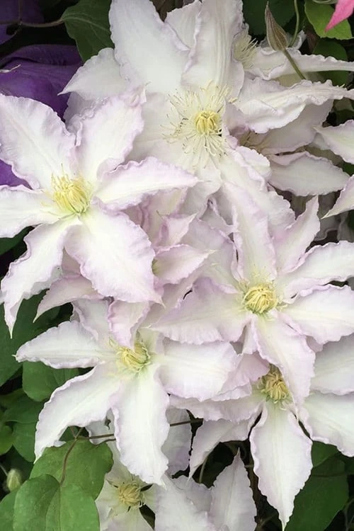 Gillian Blades Clematis - 1 Gallon Pot 5 Gillian Blades Clematis - 1 Gallon Pot - Image 5