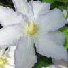 Gillian Blades Clematis - 1 Gallon Pot
