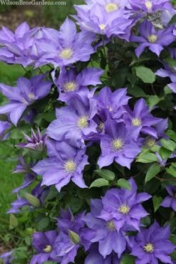 H. F. Young Clematis - 1 Gallon Pot -Wilson Bros Gardens Plant Sales Store clematis h f young 13