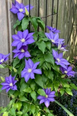 H. F. Young Clematis - 1 Gallon Pot -Wilson Bros Gardens Plant Sales Store clematis h f young 5