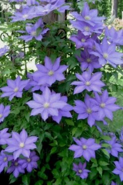 H. F. Young Clematis - 1 Gallon Pot -Wilson Bros Gardens Plant Sales Store clematis h f young 9