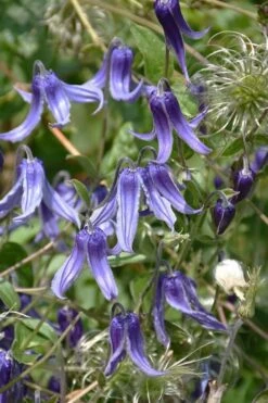 Clematis Integrifolia (Solitary Bush Clematis) - 1 Gallon Pot -Wilson Bros Gardens Plant Sales Store clematis integrifolia soiltary bush clematis 4