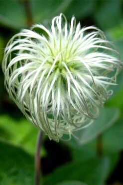 Clematis Integrifolia (Solitary Bush Clematis) - 1 Gallon Pot -Wilson Bros Gardens Plant Sales Store clematis integrifolia soiltary bush clematis 6