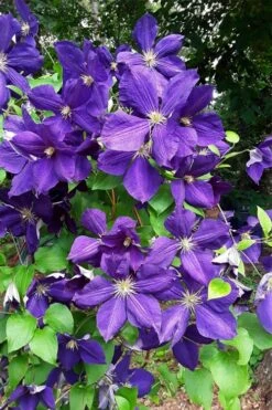 Jackmanii Superba Clematis - 1 Gallon Pot -Wilson Bros Gardens Plant Sales Store clematis jackmanii superba 3