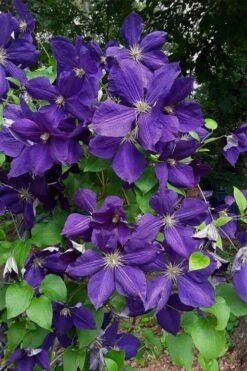 Jackmanii Superba Clematis - 1 Gallon Pot -Wilson Bros Gardens Plant Sales Store clematis jackmanii superba 4