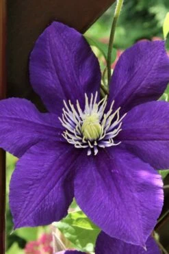 Jackmanii Superba Clematis - 1 Gallon Pot -Wilson Bros Gardens Plant Sales Store clematis jackmanii superba 5