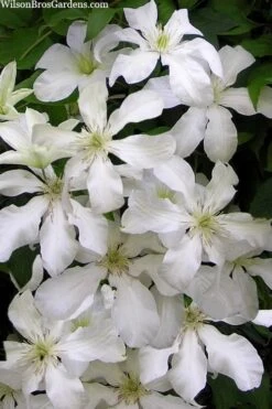 John Huxtable Clematis - 1 Gallon Pot 8 John Huxtable Clematis - 1 Gallon Pot -Wilson Bros Gardens Plant Sales Store clematis john huxtable 3