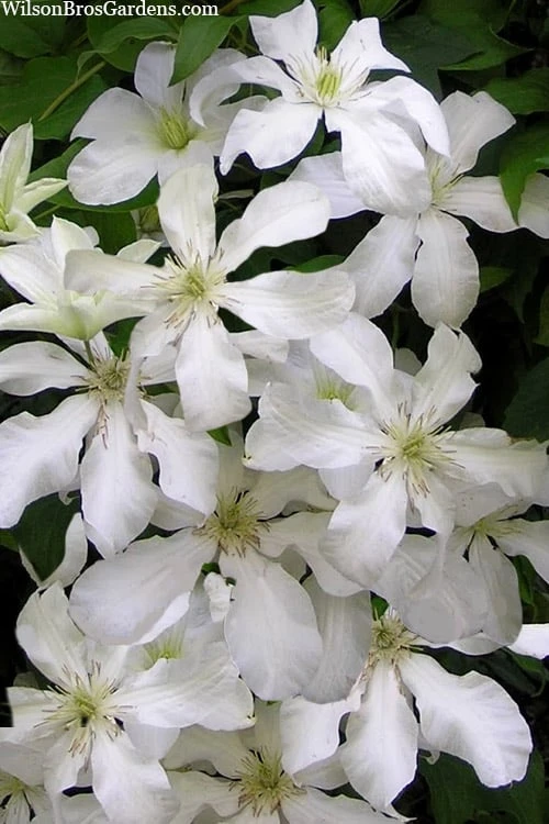 John Huxtable Clematis - 1 Gallon Pot 4 John Huxtable Clematis - 1 Gallon Pot - Image 4