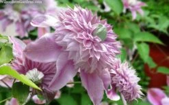 Josephine Clematis - 1 Gallon Pot -Wilson Bros Gardens Plant Sales Store clematis josephine 15