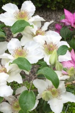 Kitty Clematis - 1 Gallon Pot -Wilson Bros Gardens Plant Sales Store clematis kitty 3