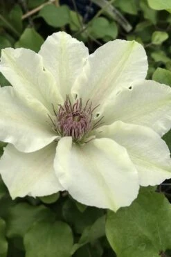 Kitty Clematis - 1 Gallon Pot -Wilson Bros Gardens Plant Sales Store clematis kitty 4