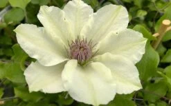 Kitty Clematis - 1 Gallon Pot -Wilson Bros Gardens Plant Sales Store clematis kitty 8