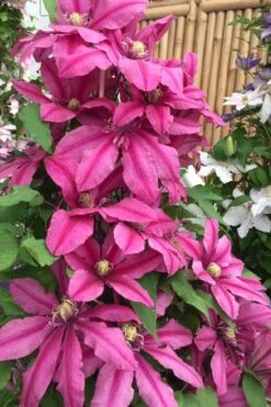 Liberation Clematis - 1 Gallon Pot 7 Liberation Clematis - 1 Gallon Pot -Wilson Bros Gardens Plant Sales Store clematis liberation 4