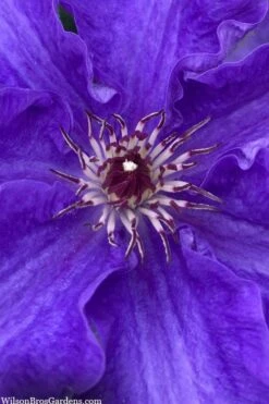 Lindsay Clematis - 1 Gallon Pot -Wilson Bros Gardens Plant Sales Store clematis lindsay 5