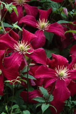 Madame Julia Correvon Clematis - 1 Gallon Pot -Wilson Bros Gardens Plant Sales Store clematis madame julia correvon 7