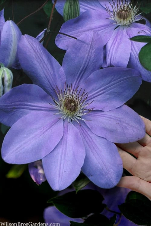 Mrs. Cholmondeley Clematis - 1 Gallon Pot 1 Mrs. Cholmondeley Clematis - 1 Gallon Pot