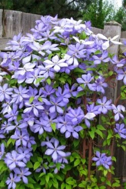 Mrs. Cholmondeley Clematis - 1 Gallon Pot 9 Mrs. Cholmondeley Clematis - 1 Gallon Pot -Wilson Bros Gardens Plant Sales Store clematis mrs cholmondeley 2