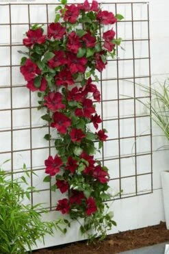 Nubia Clematis - 1 Gallon Pot -Wilson Bros Gardens Plant Sales Store clematis nubia 1