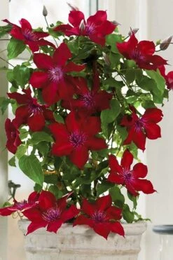 Nubia Clematis - 1 Gallon Pot -Wilson Bros Gardens Plant Sales Store clematis nubia 5