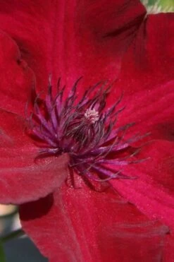 Nubia Clematis - 1 Gallon Pot -Wilson Bros Gardens Plant Sales Store clematis nubia 6