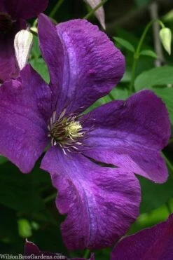 Polish Spirit Clematis - 1 Gallon Pot -Wilson Bros Gardens Plant Sales Store clematis polish spirit 1