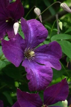 Polish Spirit Clematis - 1 Gallon Pot -Wilson Bros Gardens Plant Sales Store clematis polish spirit 2