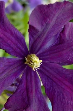 Polish Spirit Clematis - 1 Gallon Pot -Wilson Bros Gardens Plant Sales Store clematis polish spirit 5