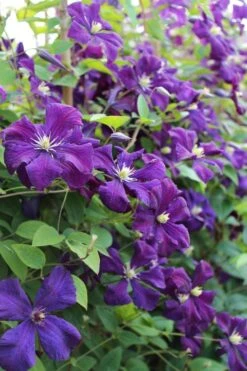 Polish Spirit Clematis - 1 Gallon Pot -Wilson Bros Gardens Plant Sales Store clematis polish spirit 6