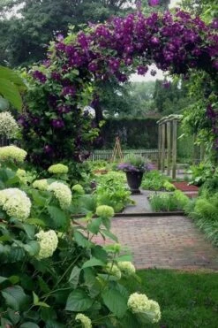 Polish Spirit Clematis - 1 Gallon Pot -Wilson Bros Gardens Plant Sales Store clematis polish spirit 7