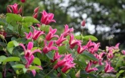 Princess Diana Clematis - 1 Gallon Pot -Wilson Bros Gardens Plant Sales Store clematis princess diana 1