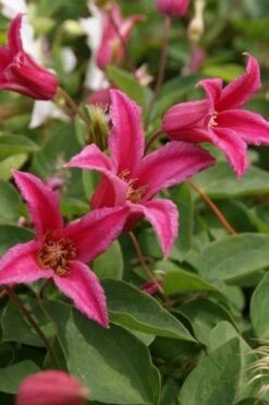 Princess Diana Clematis - 1 Gallon Pot -Wilson Bros Gardens Plant Sales Store clematis princess diana 4