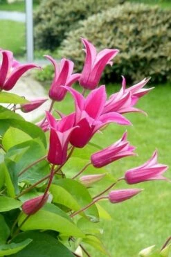 Princess Diana Clematis - 1 Gallon Pot -Wilson Bros Gardens Plant Sales Store clematis princess diana 5