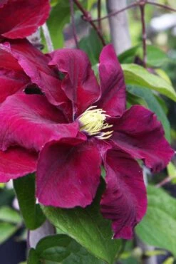 Rosemoor Clematis - 1 Gallon Pot -Wilson Bros Gardens Plant Sales Store clematis rosemoor 5