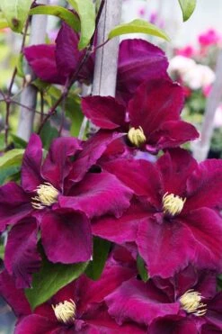 Rosemoor Clematis - 1 Gallon Pot -Wilson Bros Gardens Plant Sales Store clematis rosemoor 6