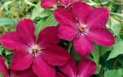 Rouge Cardinal Clematis - 1 Gallon Pot 9 Rouge Cardinal Clematis - 1 Gallon Pot -Wilson Bros Gardens Plant Sales Store clematis rouge cardinal 2