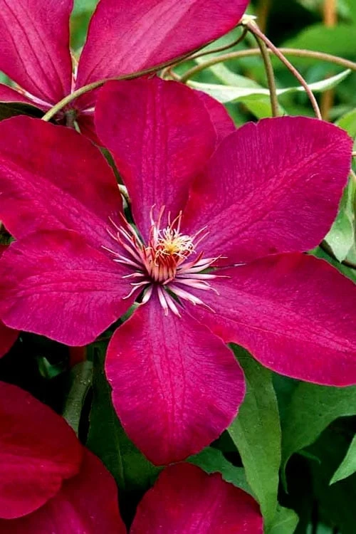 Rouge Cardinal Clematis - 1 Gallon Pot 4 Rouge Cardinal Clematis - 1 Gallon Pot - Image 4