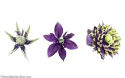 Taiga Clematis - 3 Gallon Pot 15 Taiga Clematis - 3 Gallon Pot -Wilson Bros Gardens Plant Sales Store clematis taiga 24