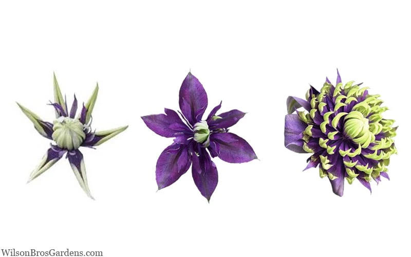 Taiga Clematis - 3 Gallon Pot 8 Taiga Clematis - 3 Gallon Pot - Image 8