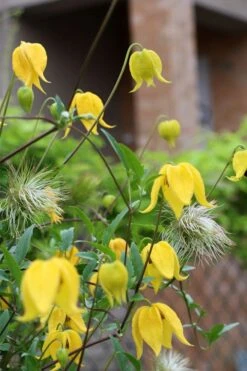 Tangutica Yellow Clematis - 1 Gallon Pot 17 Tangutica Yellow Clematis - 1 Gallon Pot -Wilson Bros Gardens Plant Sales Store clematis tangutica 1
