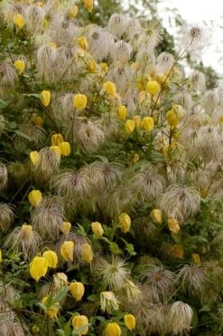 Tangutica Yellow Clematis - 1 Gallon Pot 13 Tangutica Yellow Clematis - 1 Gallon Pot -Wilson Bros Gardens Plant Sales Store clematis tangutica flowers and seedheads