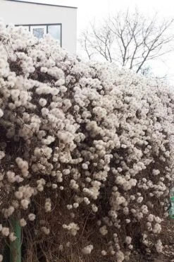 Tangutica Yellow Clematis - 1 Gallon Pot 16 Tangutica Yellow Clematis - 1 Gallon Pot -Wilson Bros Gardens Plant Sales Store clematis tangutica seedheads winter