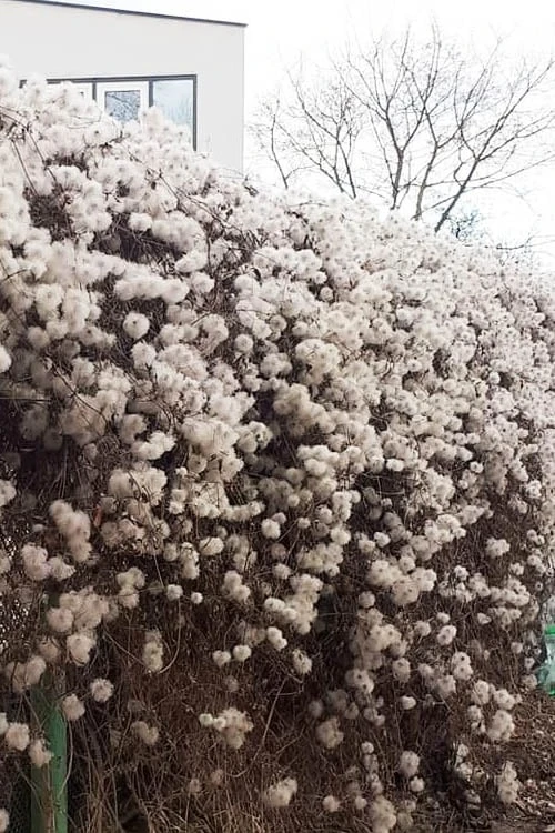 Tangutica Yellow Clematis - 1 Gallon Pot 8 Tangutica Yellow Clematis - 1 Gallon Pot - Image 8