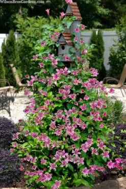 Duchess Of Albany Clematis - 1 Gallon Pot -Wilson Bros Gardens Plant Sales Store clematis texensis duchess of albany 15