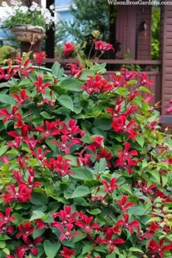 Gravetye Beauty Clematis - 1 Gallon Pot -Wilson Bros Gardens Plant Sales Store clematis texensis gravetye beauty 10