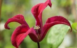 Gravetye Beauty Clematis - 1 Gallon Pot -Wilson Bros Gardens Plant Sales Store clematis texensis gravetye beauty 4