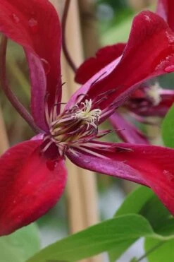 Gravetye Beauty Clematis - 1 Gallon Pot -Wilson Bros Gardens Plant Sales Store clematis texensis gravetye beauty 6